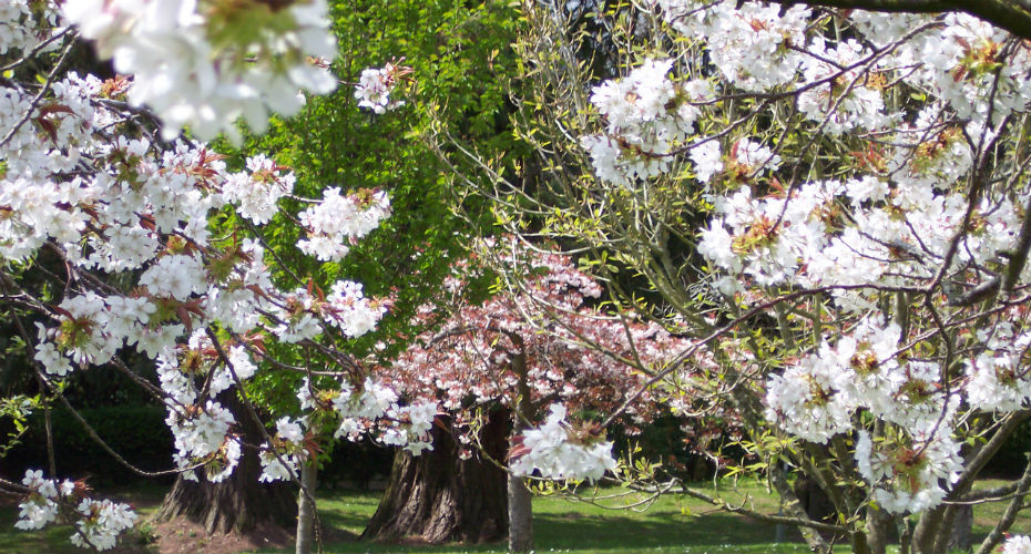 Cherry orchard | Grounds and Gardens | University of Exeter