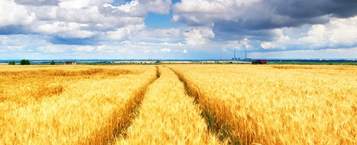 Photo of Myronivska wheat field ready for harvesting (Tsentralne town, Ukraine)