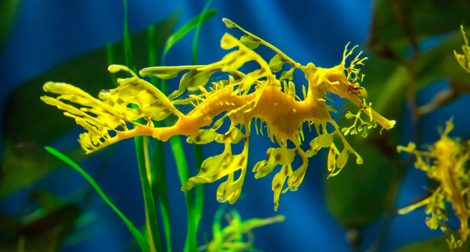 A yellow leafy sea dragon in the sea