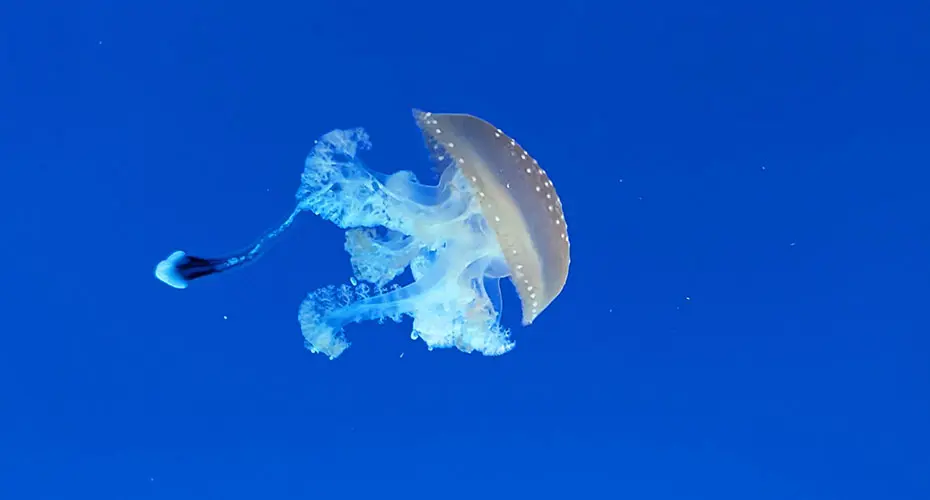 Jellyfish in Corsice