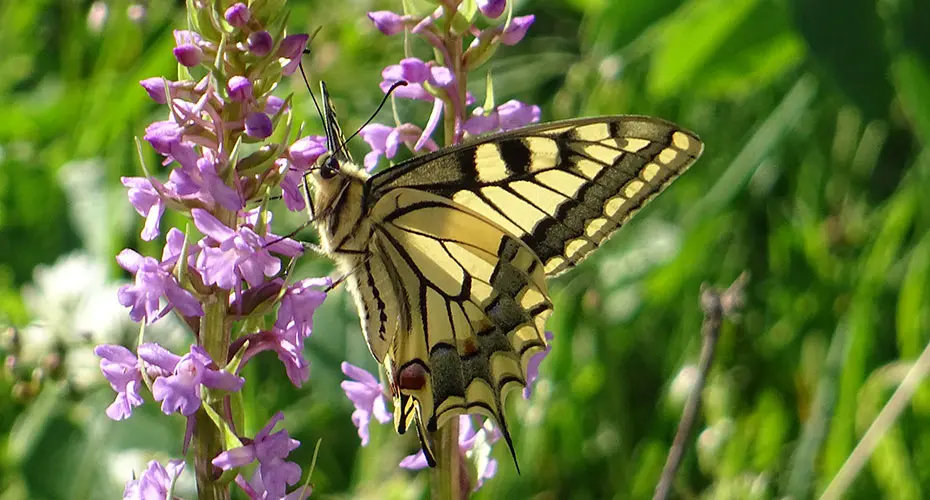 Swallowtail butterfly