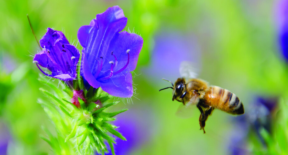 A bee approaching a purple flower
