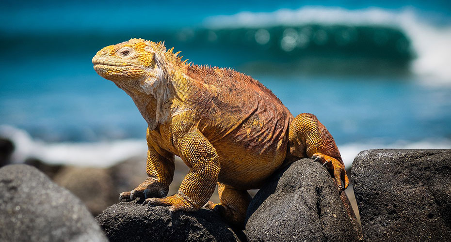 Iguana on a rock