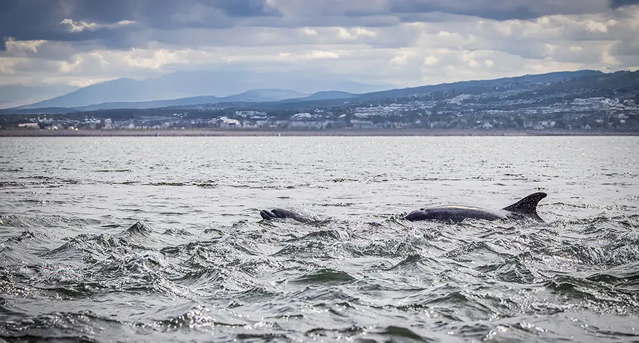 Dolphins in the sea