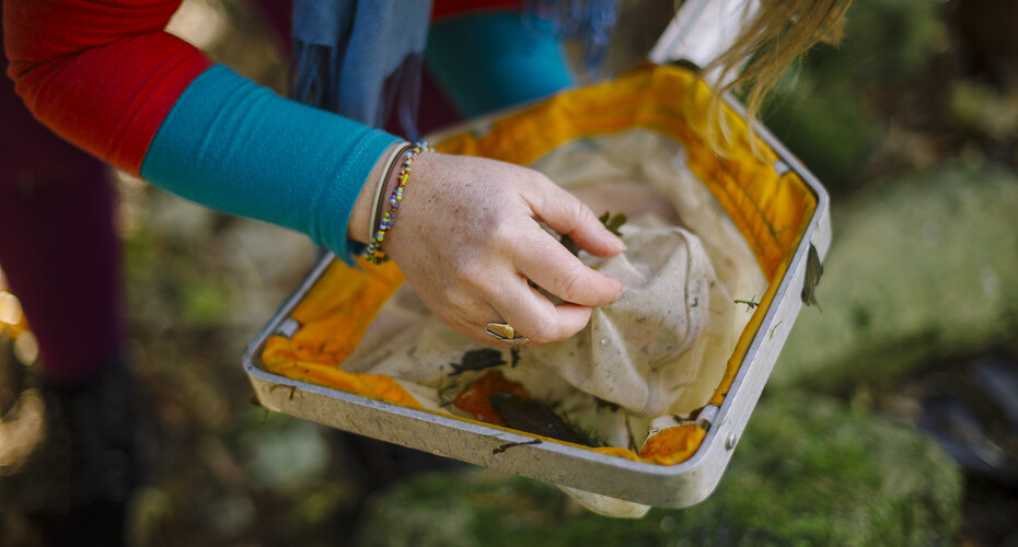 A Biosciences student looking at samples collected in a net from a pond