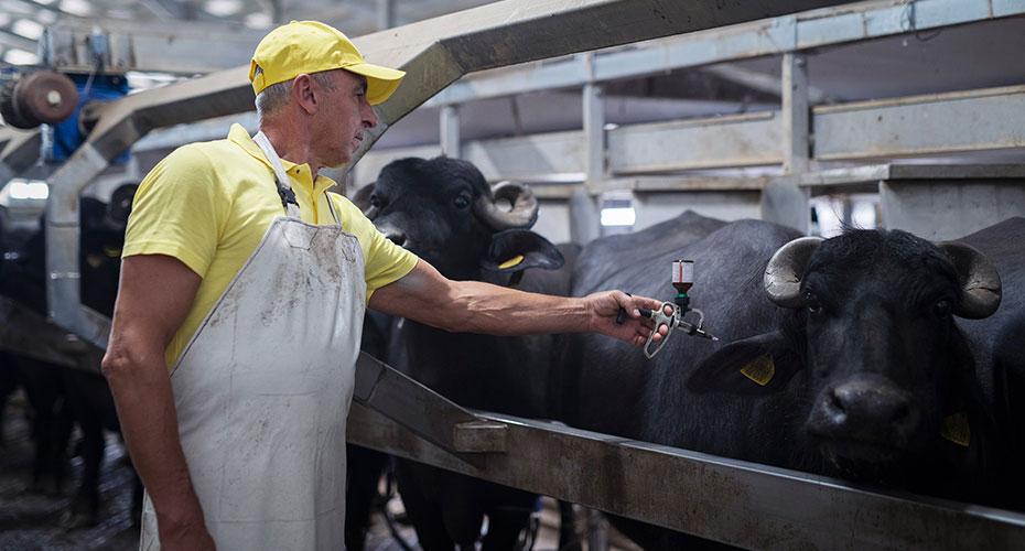 Farmer in yellow hat injecting a cow