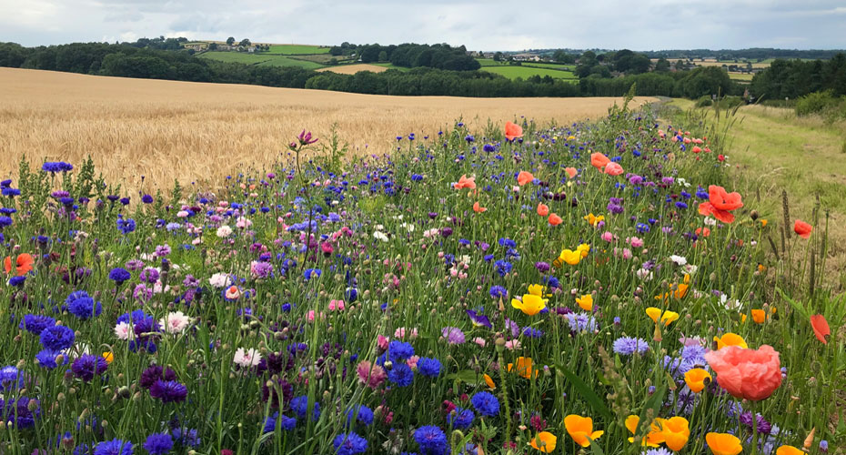 Vibrant wildflowers scattered across a serene countryside landscape.