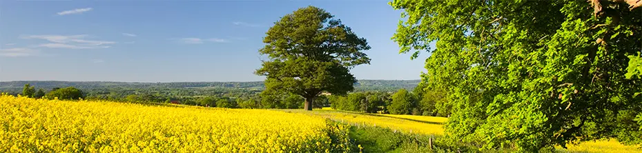 rape seed field with tree