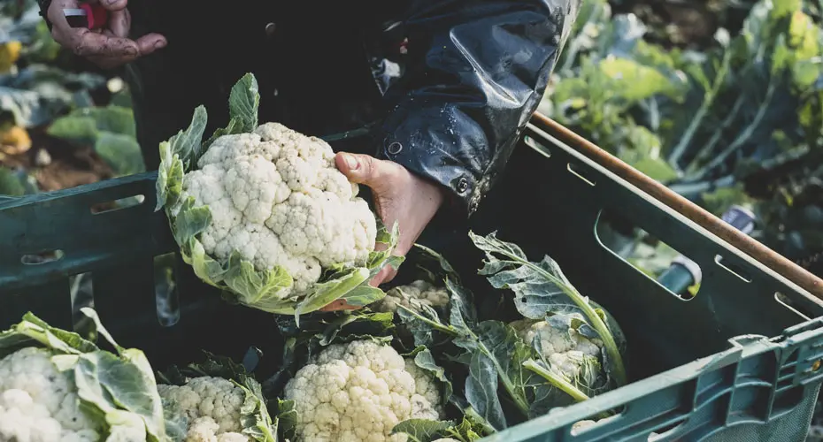 Man taking cauliflowers out of a box