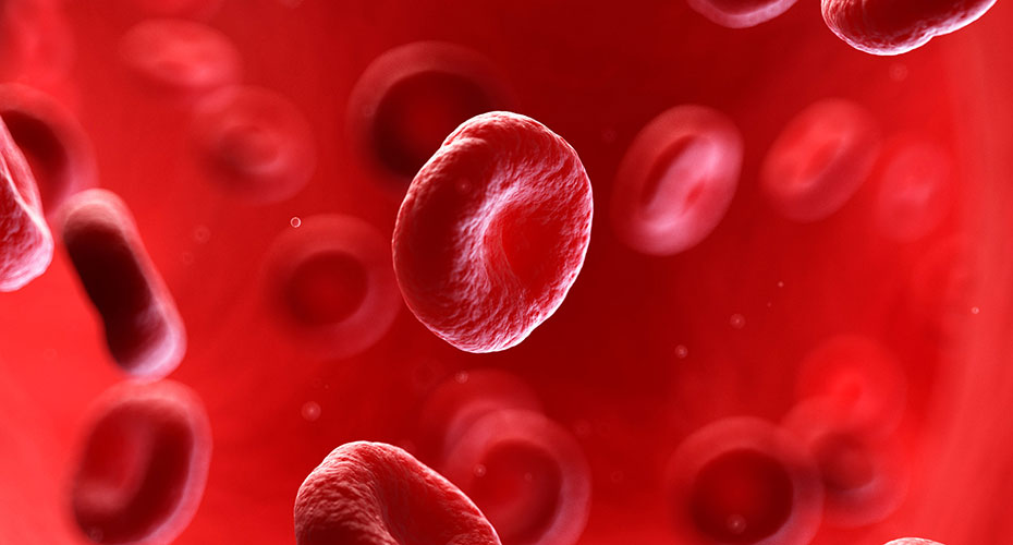 Blood stream, blood platelets, red