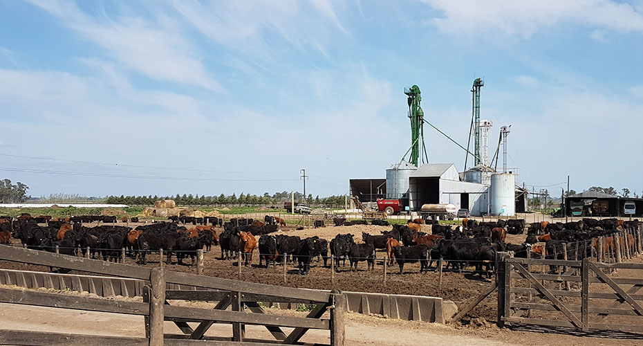 Cattle in a field