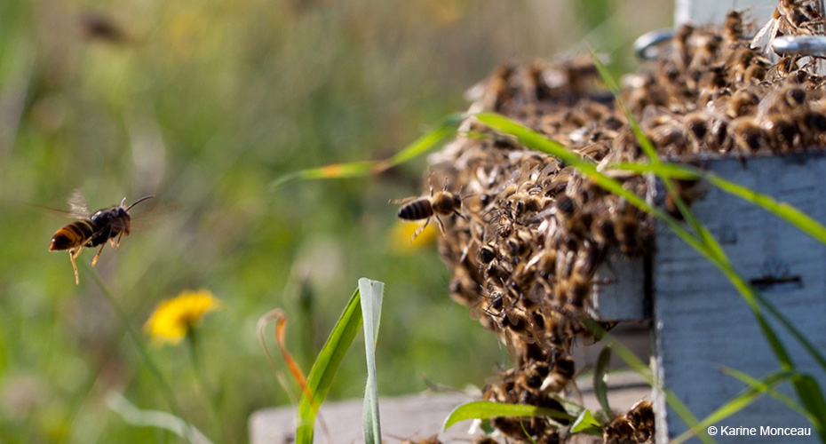 Asian hornets entering a hive.