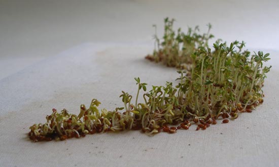 A cluster of small, green sprouts emerging from a light-colored surface. The sprouts are densely packed, with some taller than others, indicating different stages of growth. The simple background emphasizes the delicate nature of the seedlings. Credit: Gabrielle Hoad, 