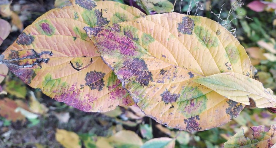 Close up of autumal leaf