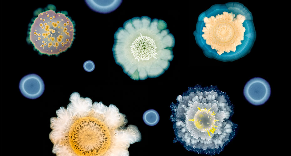 A collection of colorful, petri dish-like bacterial cultures against a black background. Each culture displays unique patterns and colors, including shades of blue, green, yellow, and white. The varied shapes and textures resemble abstract flowers or other organic forms, highlighting the intricate beauty of microbial life.