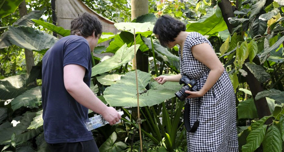 Looking_for_Technomyrmex_albipes,_The_Eden_Project,_Catarina_Fontoura