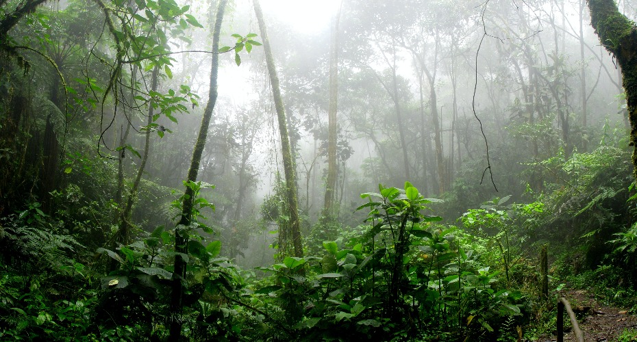 Colombian Amazon