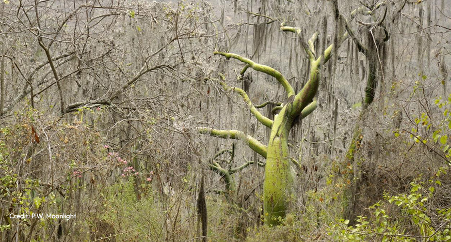 Latin American Dry Forest