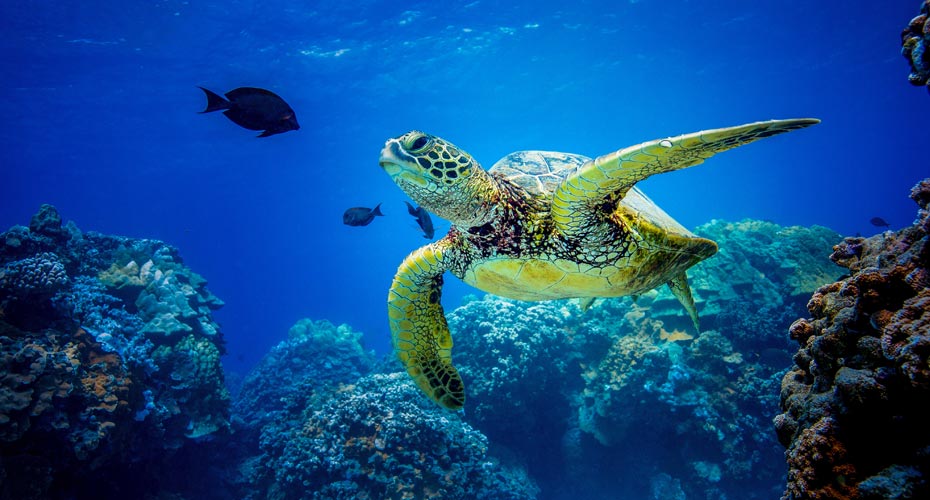 sea turtle