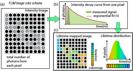 Fluorescence lifetime Imaging graphs