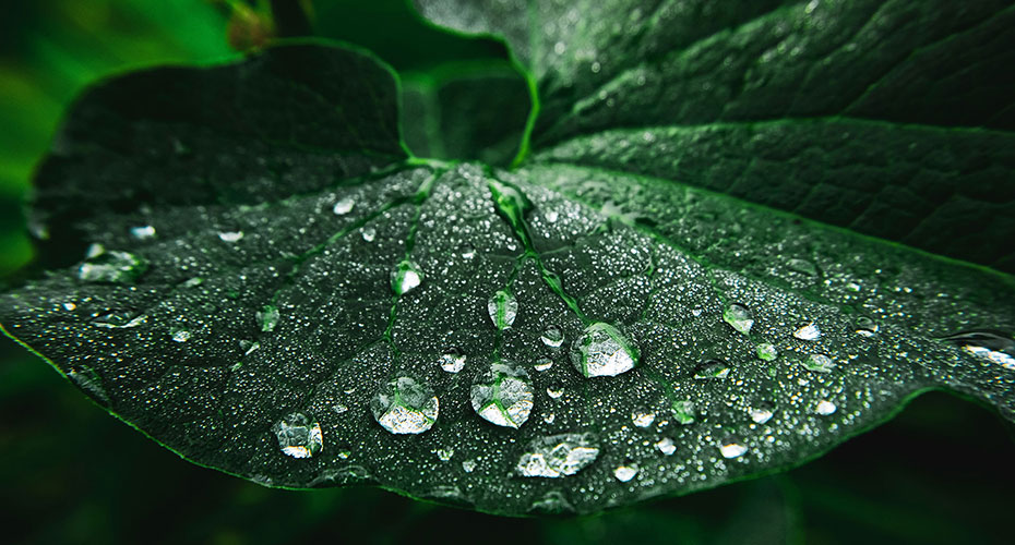 Raindrops on large flat dark green leaf.