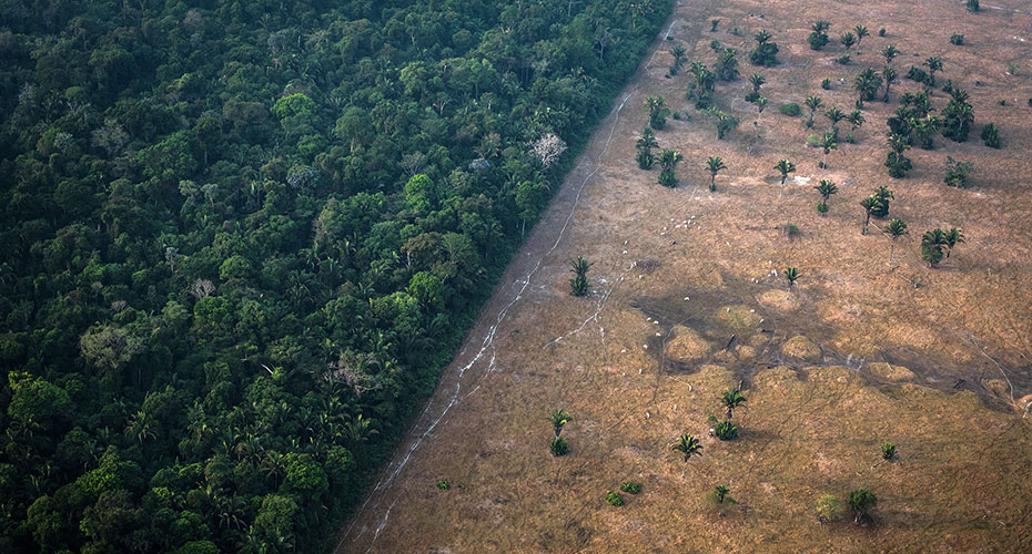 Healthy vegetation sits alongside a field scorched by fire in the Amazon rainforest in Rondonia state, Brazil.