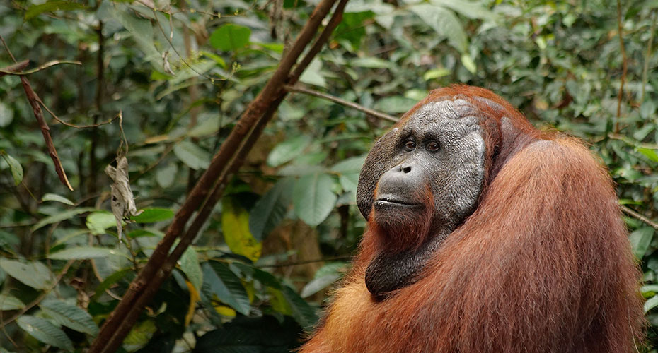 A male orangutan sitting in a forest. He looks contemplative.