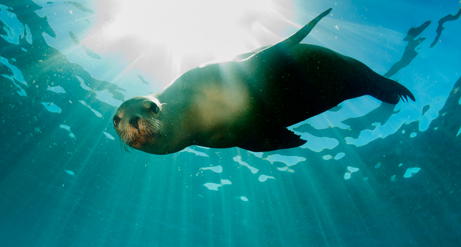 Seal looking down at camera. Sun shining through water behind seal.