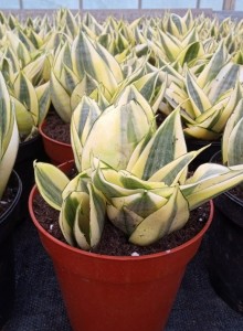 Image of Dracaena trifasciata ‘Golden Hahnii’ indoor plant