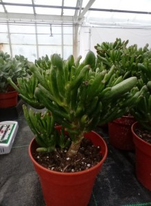 Image of Crassula ovata ‘Gollum’ indoor plant