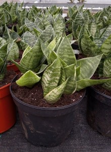 Image of Dracaena trifasciata ‘Hahnii’ indoor plant