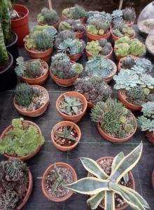 Image of mixed selection of succulent plants in terracotta pots