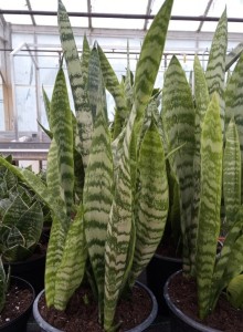 Image of Dracaena trifasciata – Mother in Law’s Tongue, Snake plant