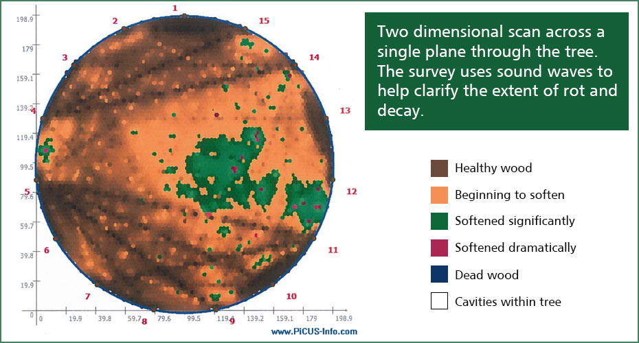 picus tree survey