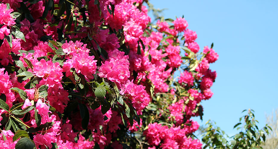 pink-flowering-trees