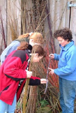 Fibrous and flexible plant materials, such as willow, can be used to manufacture baskets and cordage