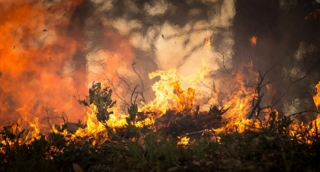 Image showing a fire in a forest.