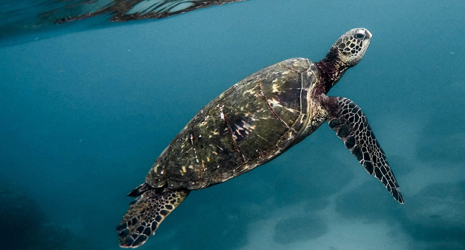 A green sea turtle gracefully swims through the clear blue ocean waters, surrounded by vibrant marine life.