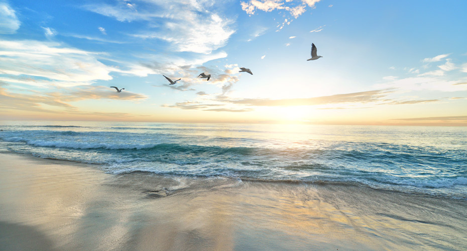 Beach at sunset with birds