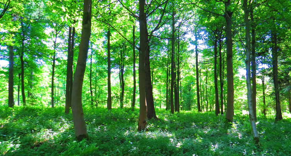 Woodland trees