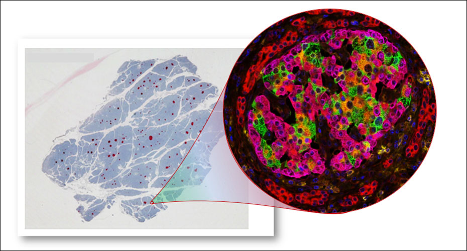 Islet Biology