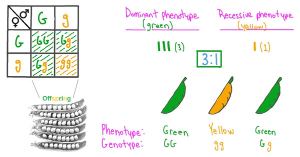 Phenotype imagery