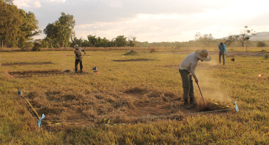 Workers in field